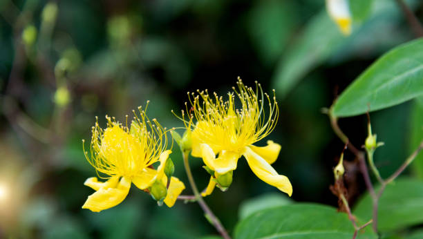 istock Hypericum flowers blooming in the garden 2187715509