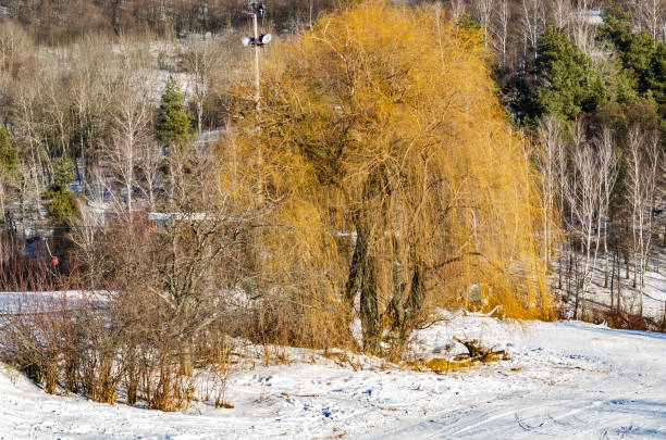 Frozen thaw, a free-standing tree. A gloomy landscape.