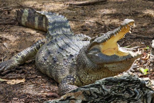 istock Close up crocodile is action show head in garden 2187717101