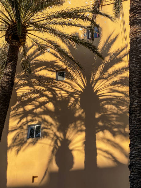 istock Palm leaves shadows over residential building facade 2187718328