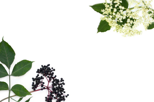 Frame of blossom and fruit black elderberry (Sambucus nigra) on a white background with space for text