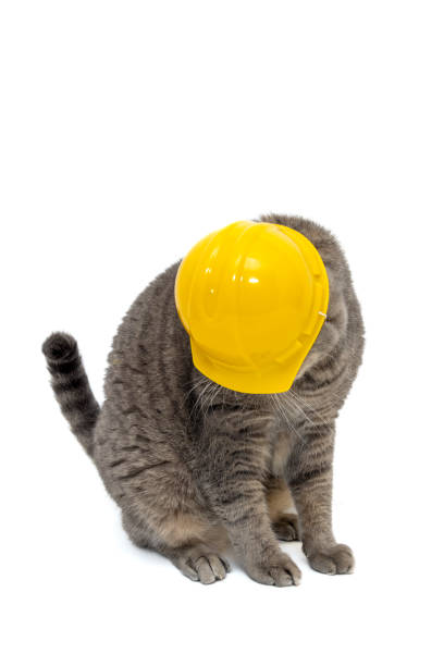 A playful cat stands on a white backdrop, interacting with a soft toy, showcasing its natural curiosity.