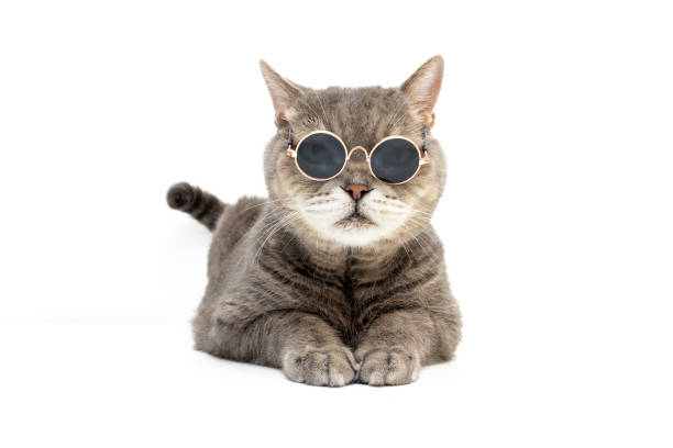 A handsome British shorthair cat wearing toy sunglasses. Studio Shot