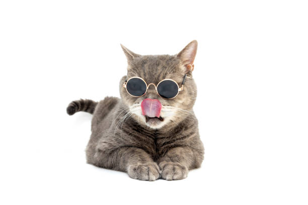 istock Chubby British Shorthair cat licking itself with toy sun glasses on. White background. Studio shot 2187720919
