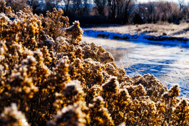 Cold Morning Along River Scenic Sunrise Landscape - Frozen vegetation coated with frost with warm sunrise light and cool winter shadows. Nature scenic along Eagle River on very cold morning.