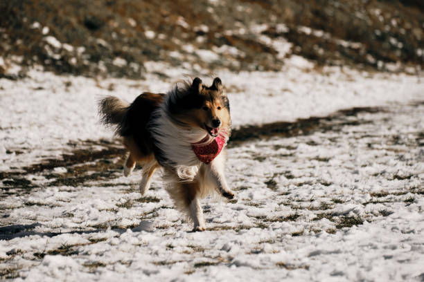 A long-haired red collie - Scottish Shepherd runs through the snow in a winter park on a sunny day. Charming fluffy active dog with a cute red bandana around neck is having fun on a walk