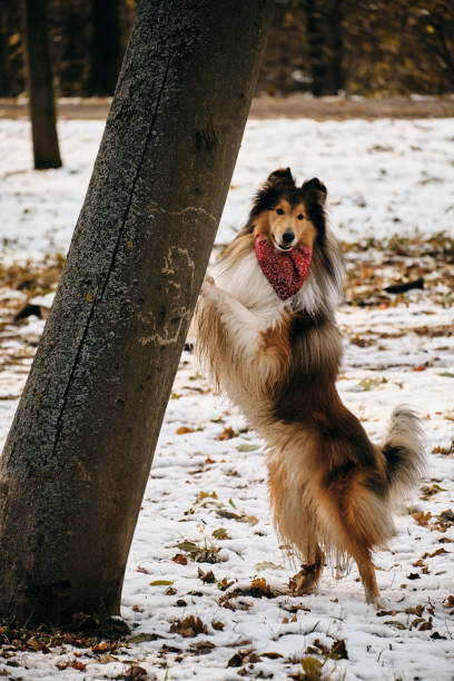 istock A long-haired red collie- Scottish Shepherd put his front paws on a tree trunk and is posing in a snowy park. An adorable fluffy purebred dog wears a red bandana around neck and does clever tricks. 2187721316