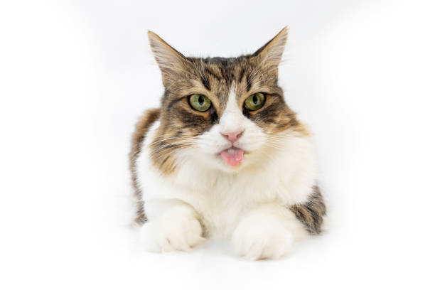 Funny moments of Norwegian forest cat on white background. Studio shoot