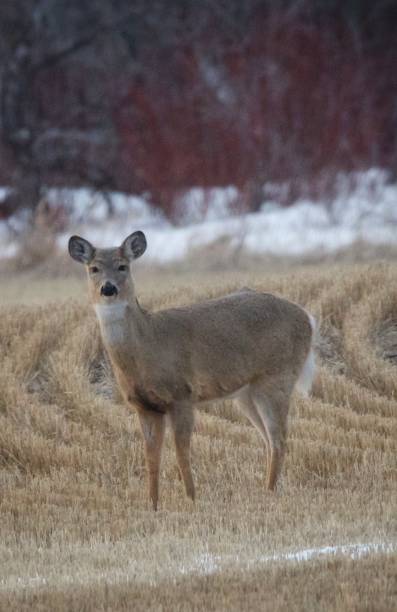 istock The Graceful Gentle Deer 2187722600