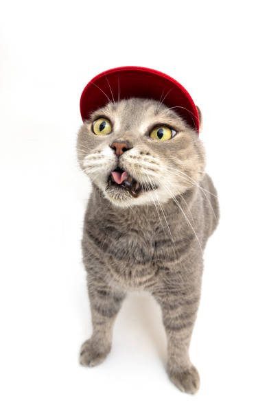British shorthair cat wearing a red hat on its head is licking itself. Studio shot