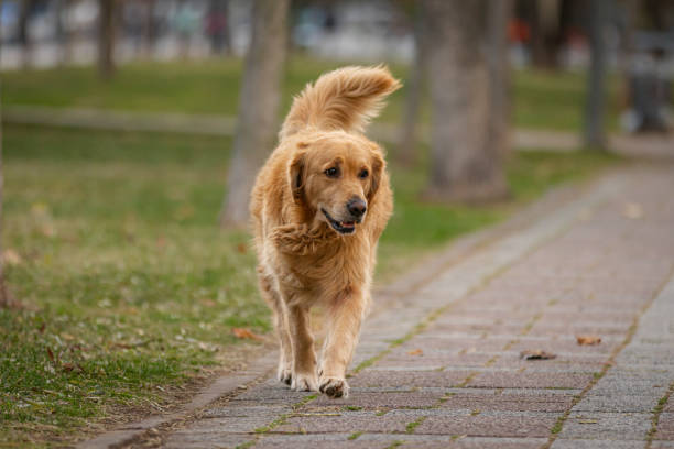 Playful golden retriever dog is walking in public park.