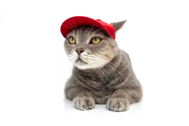 istock British shorthair cat wearing a red hat on its head is licking itself. Studio shot 2187723256