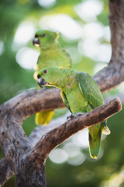 istock Green parrots perched on gnarled branch in lush forest setting 2187723461