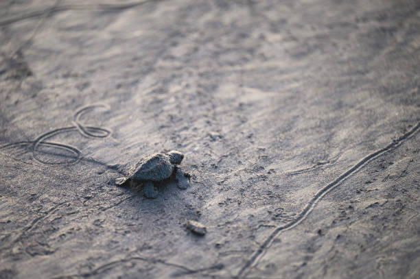 istock Baby turtle makes its way to ocean on sandy beach at dusk 2187723464