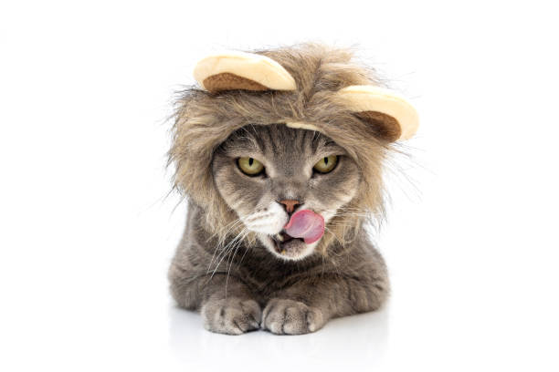 istock British shorthair cat wearing a toy lion mane is licking itself. Studio shoot 2187724248