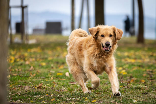 Playful golden retriever dog is running in public park.