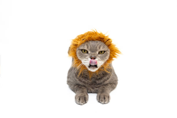 istock British shorthair cat wearing a toy lion mane is licking itself. Studio shoot 2187724627