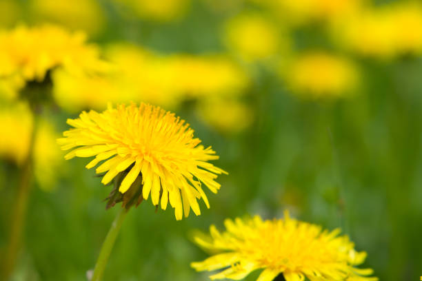 istock Yellow dandelions on a meadow in spring, close up view 2187724764