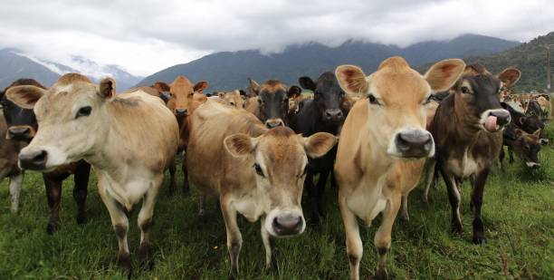 istock Jersey cows approaching the camera in field with clouds and mountains in the distance 2187725798