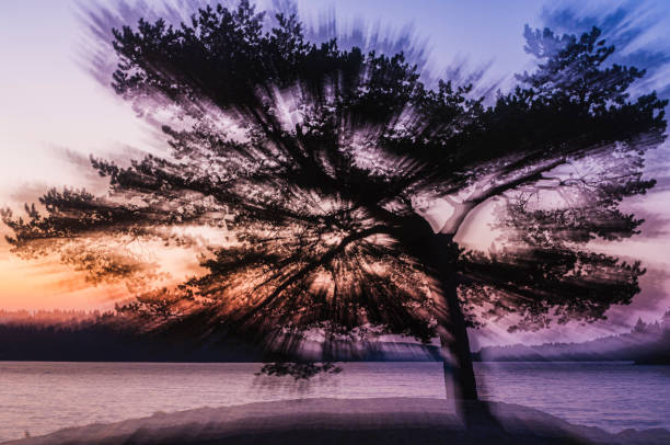 At sunset, a silhouette of a tree emerges against a vibrant sky over a tranquil lake. The blurred effect adds a mystical quality, enhancing the serene moment.