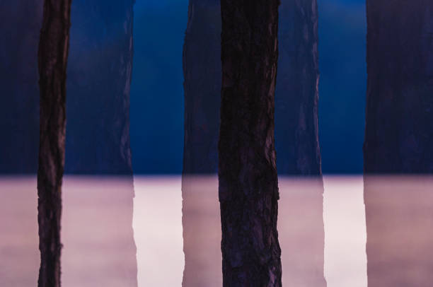 Tall trees line the edge of a tranquil body of water, their reflections merging with the dusk sky. The scene evokes a sense of peace and connection to nature.