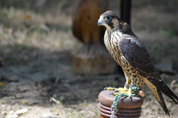 istock Falcon on a wooden perch 2187726498