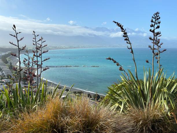 istock Kaikoura beach from Kaikoura Peninsula 2187729919