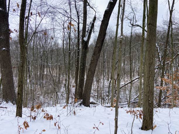 istock Ott Biological Preserve, Michigan 2187730545