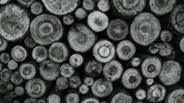 istock old tree, antifo trunk, nature, black and white photo 2187731977