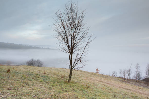 Beautiful landscape photo with a mysterious forest in the fog in Germany.