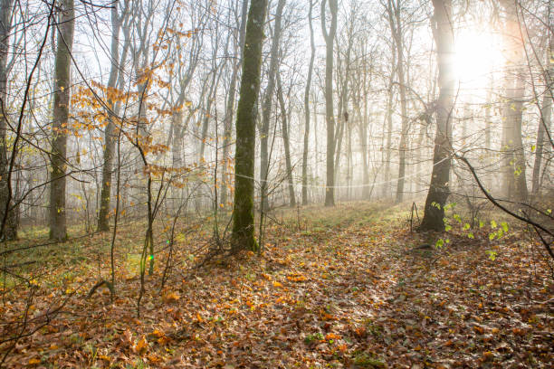 istock Misty morning in the autumn forest with bare trees and fallen leaves 2187732741