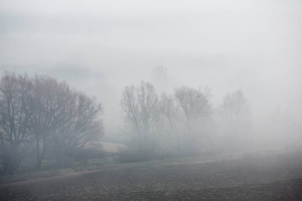 istock Misty morning in the autumn forest with bare trees and fallen leaves 2187732744