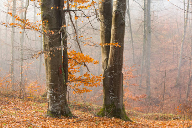 Beautiful landscape photo with a mysterious forest in the fog in Germany.