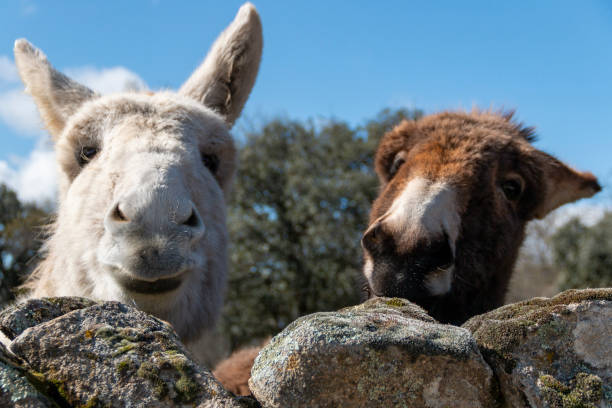 istock Free donkeys in their pasture looking at the camera 2187733568