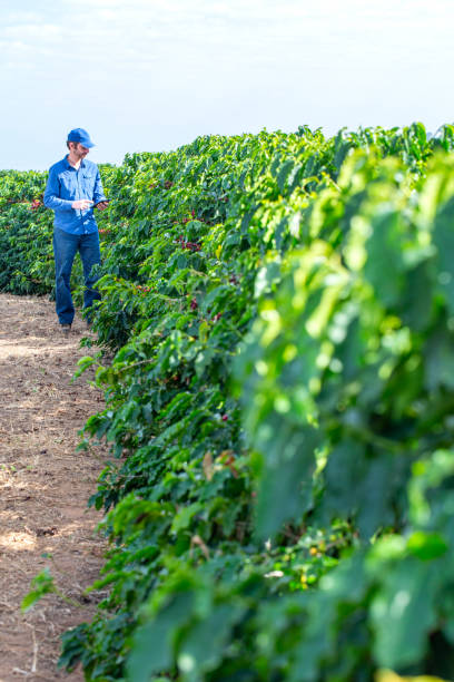 istock Farmer in coffee plantation. 2187734767