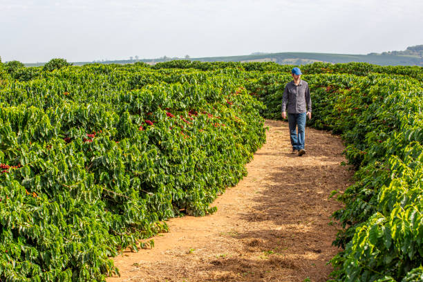 istock Farmer in coffee plantation. 2187734775