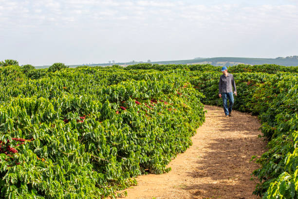 istock Farmer in coffee plantation. 2187734778