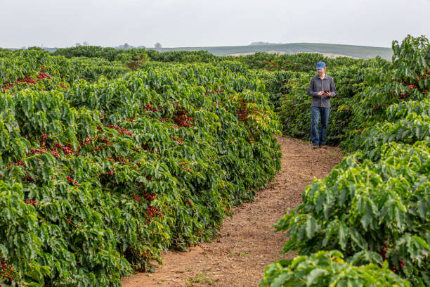 istock Farmer in coffee plantation. 2187734780