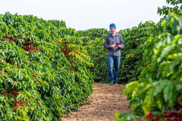 istock Farmer in coffee plantation. 2187734782