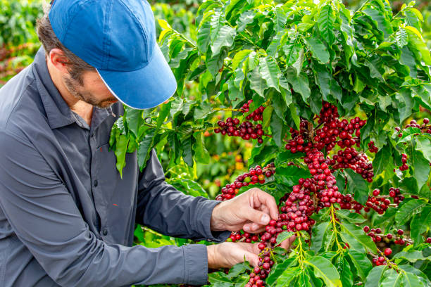 Farmer in a coffee plantation before harvest.
