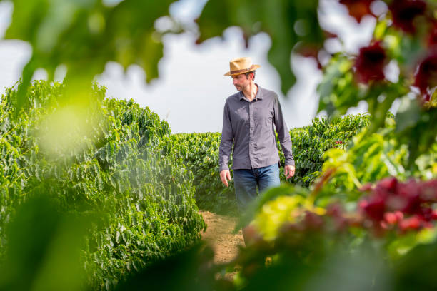 istock Farmer in coffee plantation. 2187734816