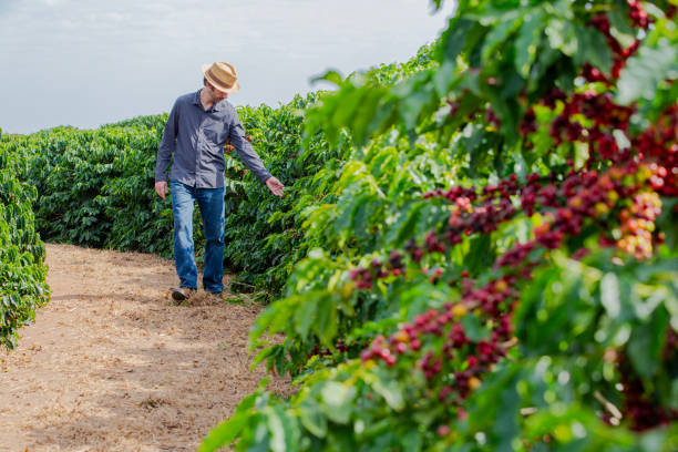istock Farmer in coffee plantation. 2187734817