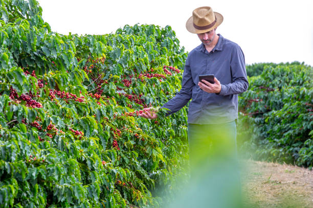 istock Farmer in coffee plantation. 2187734823