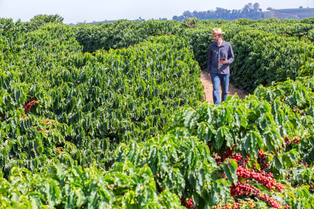 istock Farmer in coffee plantation. 2187734825