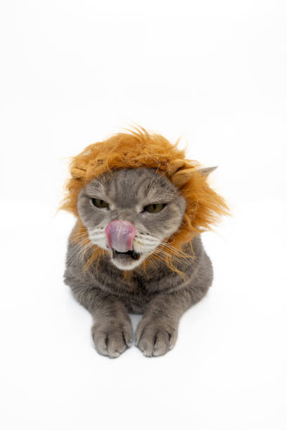 istock British shorthair cat wearing a toy lion mane is licking itself. Studio shoot 2187735033