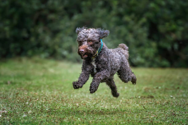 istock Brown springerpoo in Virginia Water on a fast run by the forest path 2187735162