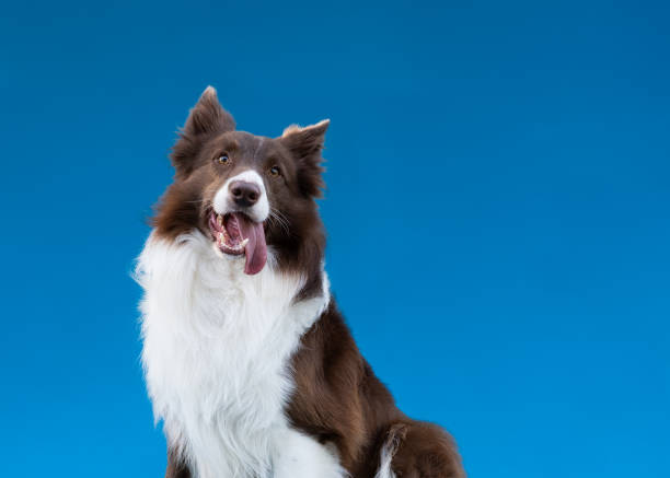 Joyful border collie sits happily in front of a blue backdrop, looking at the camera with a big smile and tongue out