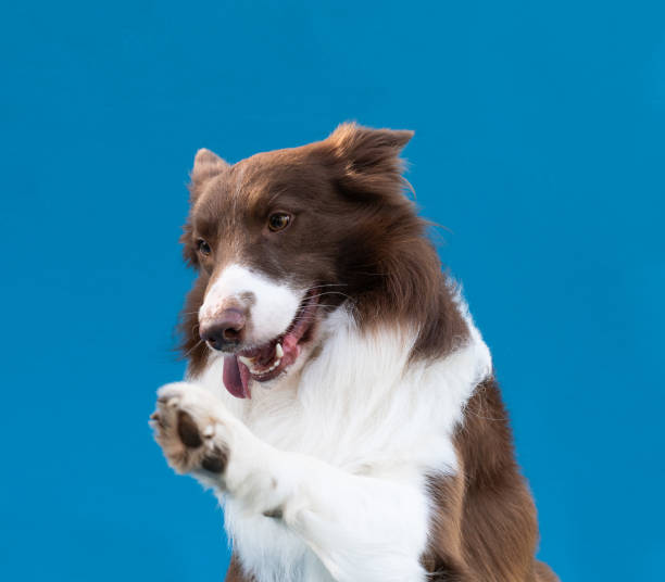 istock Border collie raising paw on blue background 2187735283