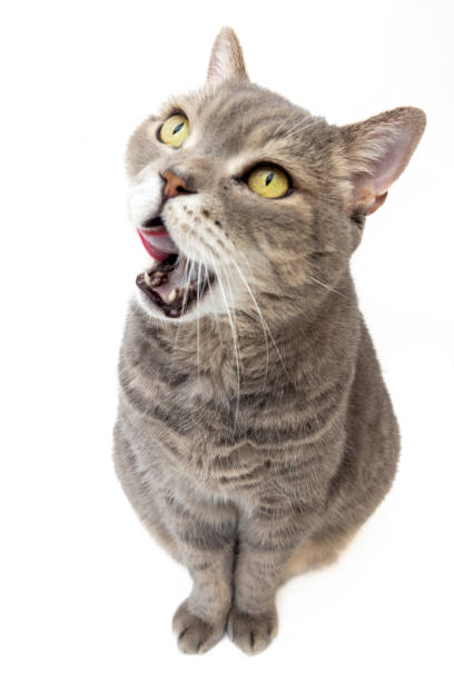 istock Chubby British Shorthair Cat Licking Itself on White Background. Studio shoot 2187735298