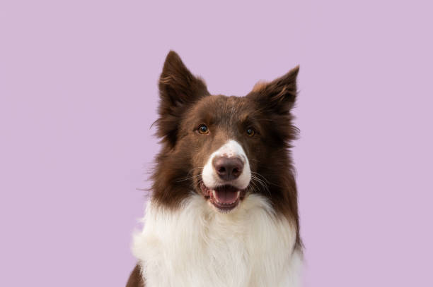 istock Happy border collie dog smiling on purple background 2187735326